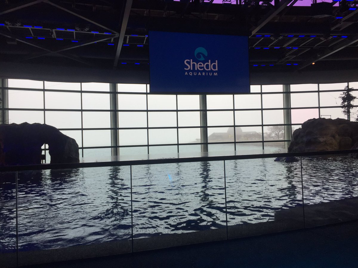 Ashley LoSurdo tweet media