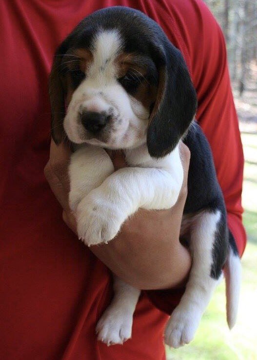 sierralee_'s tweet photo. He is just the cutest thing. Three weeks, and he'll be ours! https://t.co/4y4v6ug0XX