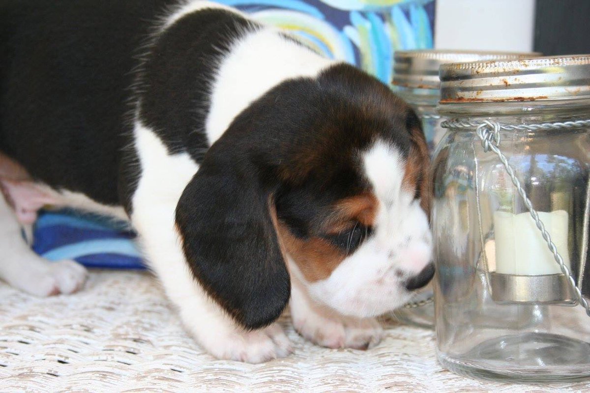 sierralee_'s tweet photo. He is just the cutest thing. Three weeks, and he'll be ours! https://t.co/4y4v6ug0XX