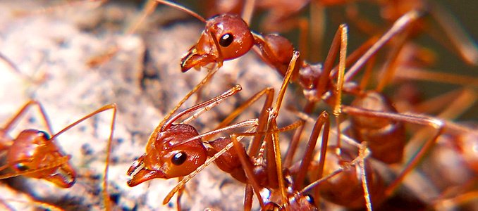 WhitmorePestCtr's tweet photo. #FridayFake: Grits explode #fireants.

This is one weird myth. Adult #ants cannot ingest solid food, so grits aren't going to do the trick. https://t.co/UzCIRIYYlL