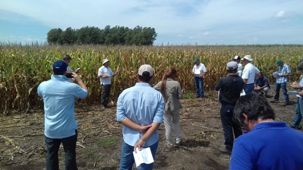 JuanICuirolo's tweet photo. Recorrida ensayos CREA Norte de Bs As. #Syn875Vip3 #MiravisDuo @Syngenta_ar https://t.co/L6bMcaUXHO