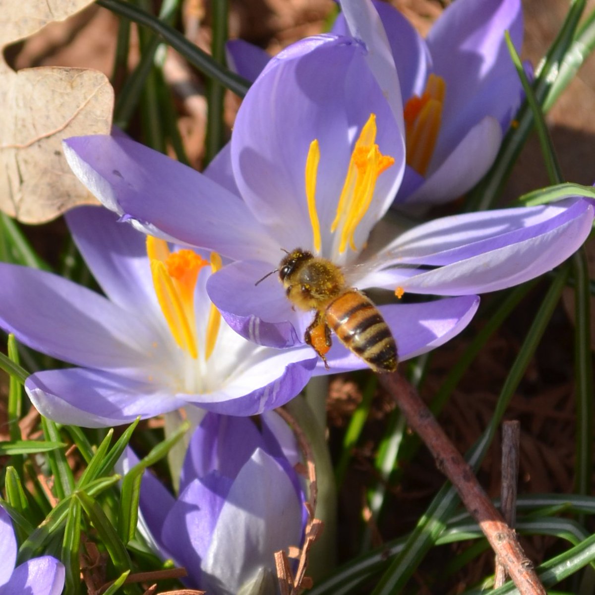WaveHill's tweet photo. The bees are emerging from their winter slumber!
SAT, drop by #WaveHillHouse at 1PM to learn about and sample honey: https://t.co/wco50I9UyG https://t.co/gYoGOida7R