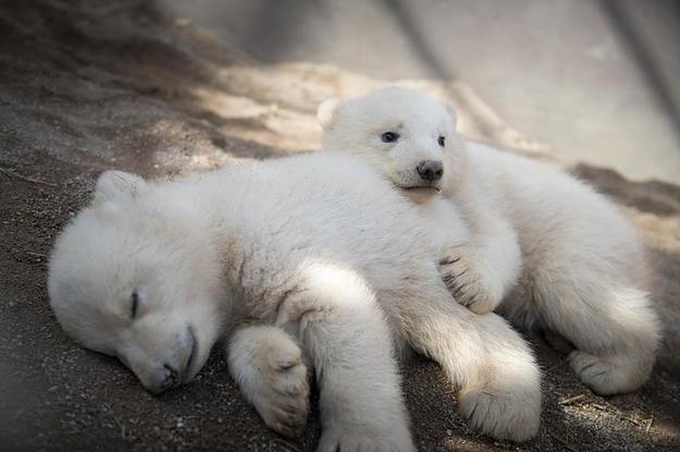 BuzzFeed's tweet image. Stop what you’re doing and look at these baby polar bear twins 
bzfd.it/2lLLCOL