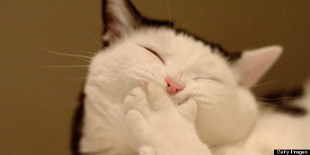 JSHobbiesCrafts's tweet image. Why is laughter important? #laughter #funny #answerplease #love #cats