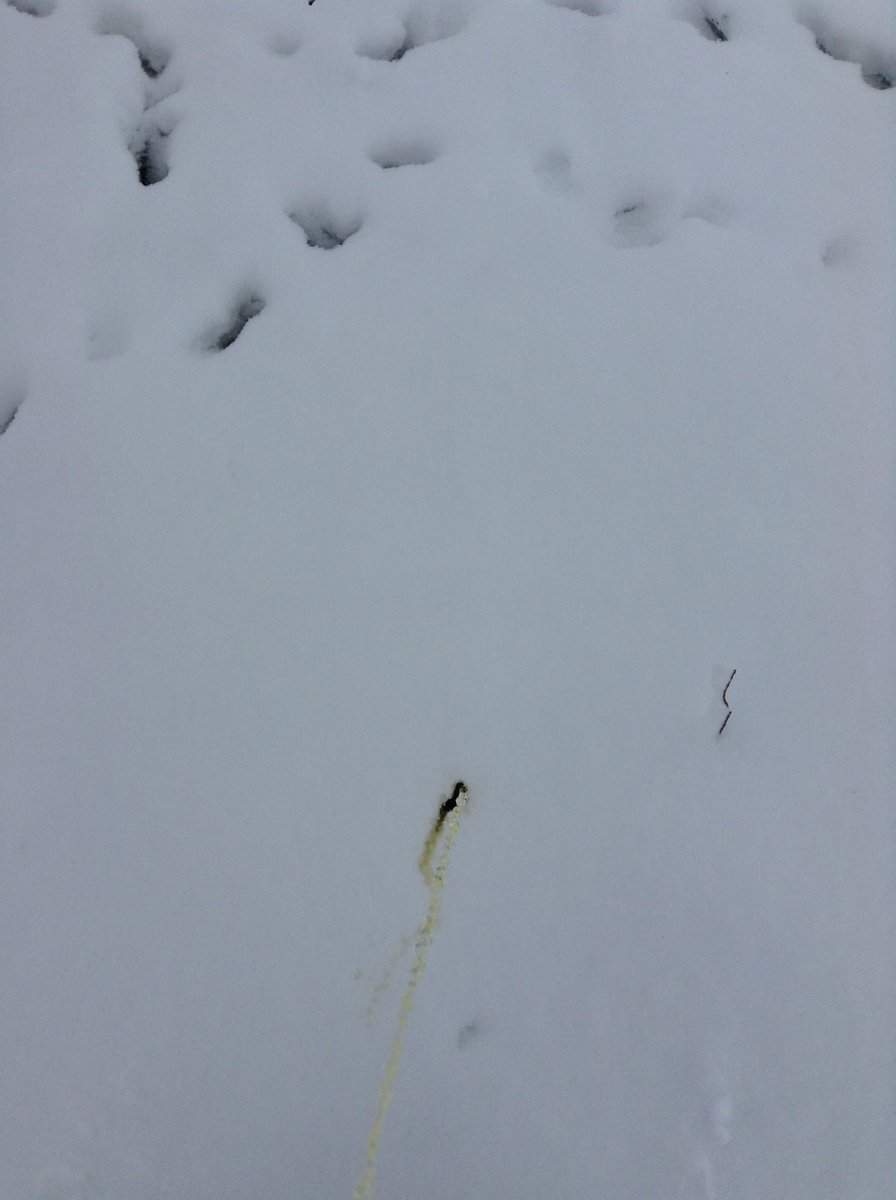 PlacesToPee's tweet photo. Nothin like a snow day https://t.co/bq0f0P2s63