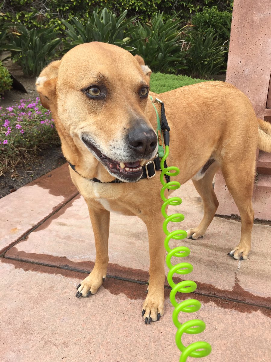 wagwalkersd's tweet photo. Quick 30 minutes jog with Grayson this afternoon! ππΌ#dogsofsd #wag #wagwalking #dogwalking #sandiego #dogsoftwitter https://t.co/fA7yjKsGFI