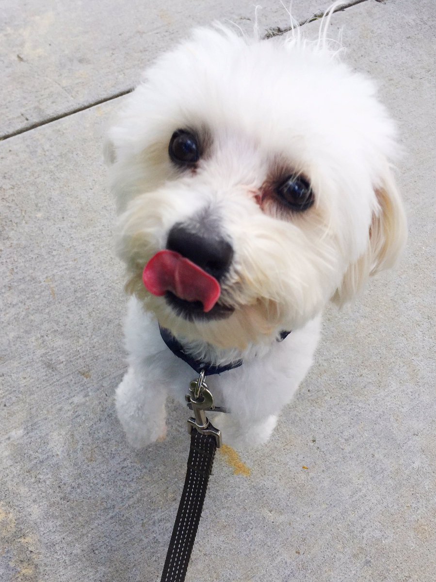 wagwalkersd's tweet photo. Lots of kisses from Bear today! π #dogsofsd #wag #wagwalking #dogwalking #sandiego #dogsoftwitter #dogsofsd https://t.co/mqIFqVL2Vy