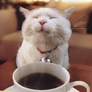 EsquirePhoto's tweet photo. @SherryLMiller Only doing my best to stay #catfeinated! https://t.co/vVUyc04aWD