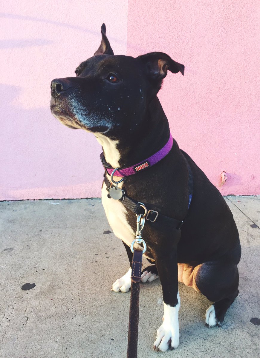 wagwalkersd's tweet photo. Walking all around North park with Oreo! 💁🏼#dogsofsd #wag #wagwalking #dogwalking #sandiego #pigment #northpark https://t.co/FXecM0lSGB