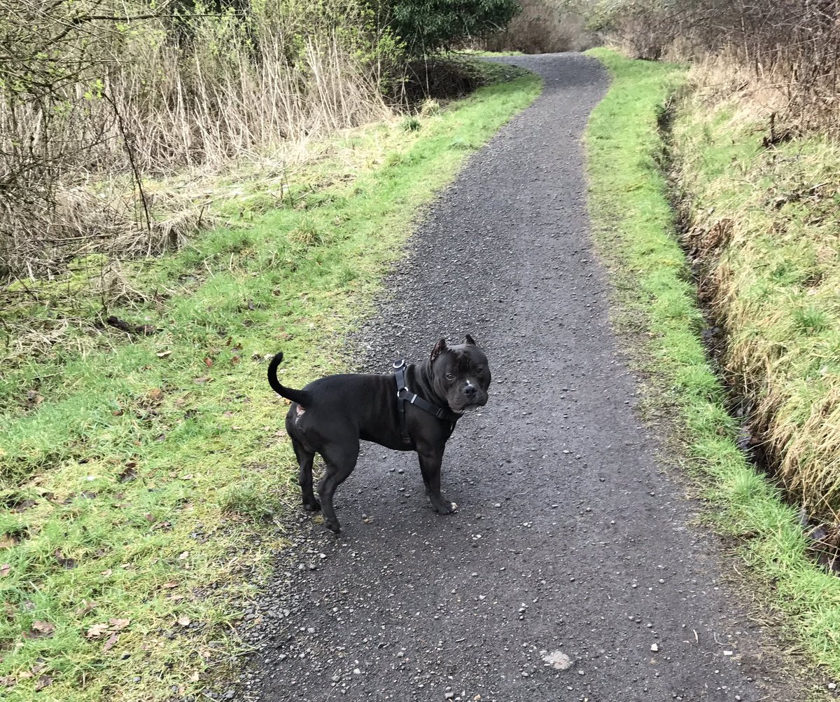 roxoh7x's tweet image. My boy Rebel 💚 #AmericanBully #ABKC #abkcbully