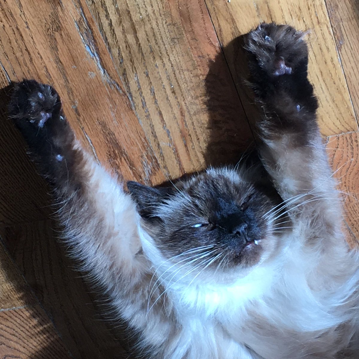 GrahamErwin's tweet photo. It's Friday - do you know where your cat is? https://t.co/kBBN84WM9n