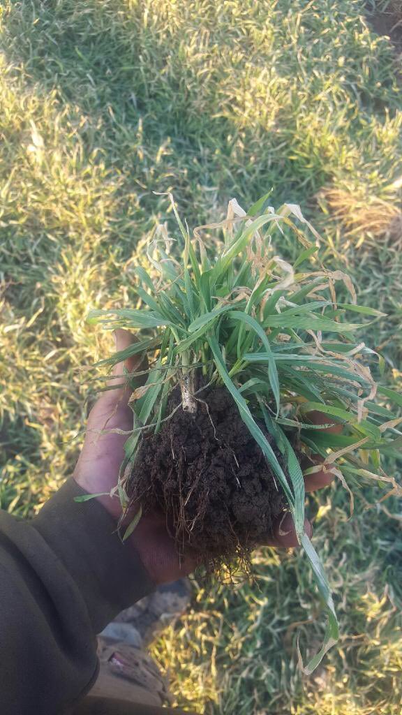 KateReichling's tweet photo. #conservation #covercrops #whyrye? We plant rye to protect the soil during thawing &amp; freezing. Look at that root mass holding the soil! https://t.co/9gLdUmdneZ