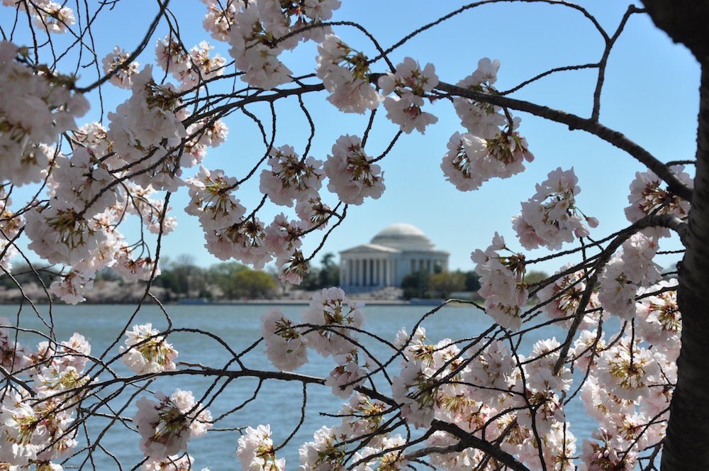 TheNationalMall's tweet image. Only 30 days until the @CherryBlossFest! Who&apos;s ready for a true Spring? #NationalMall #TidalBasin #cherryblossom
