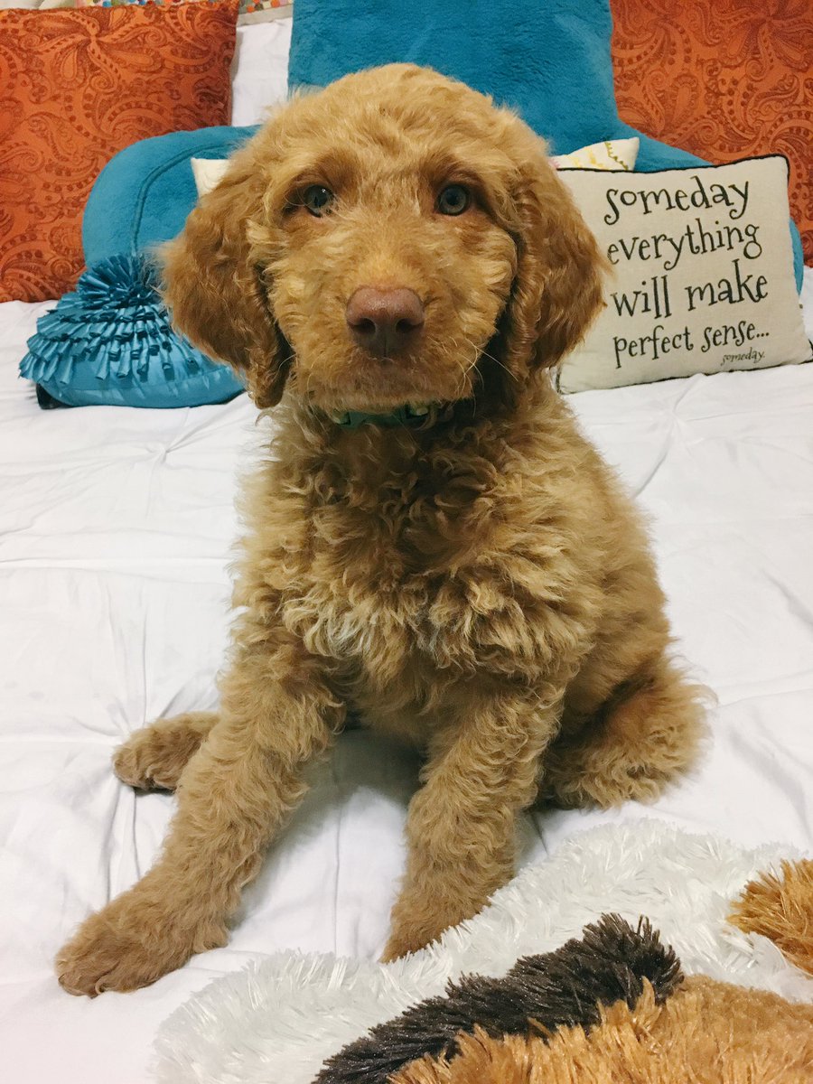 JessJess8's tweet photo. Puppy love😊 https://t.co/Fap5qaxair