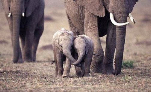 shopivoryella's tweet photo. Elephants are such beautiful creatures 🐘💕🌍 https://t.co/KzrnOIEv0t