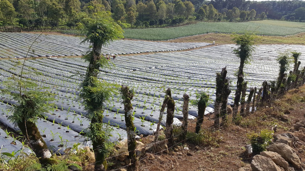 bwangiberkebun's tweet photo. Cari jalur tambah dulur di kebun jagung buah lereng ijen @bayuhadiyanto2 @dpubmcktr_bwi @banyuwangi_kab @Hariono_Pam https://t.co/wgZ58XCfIM