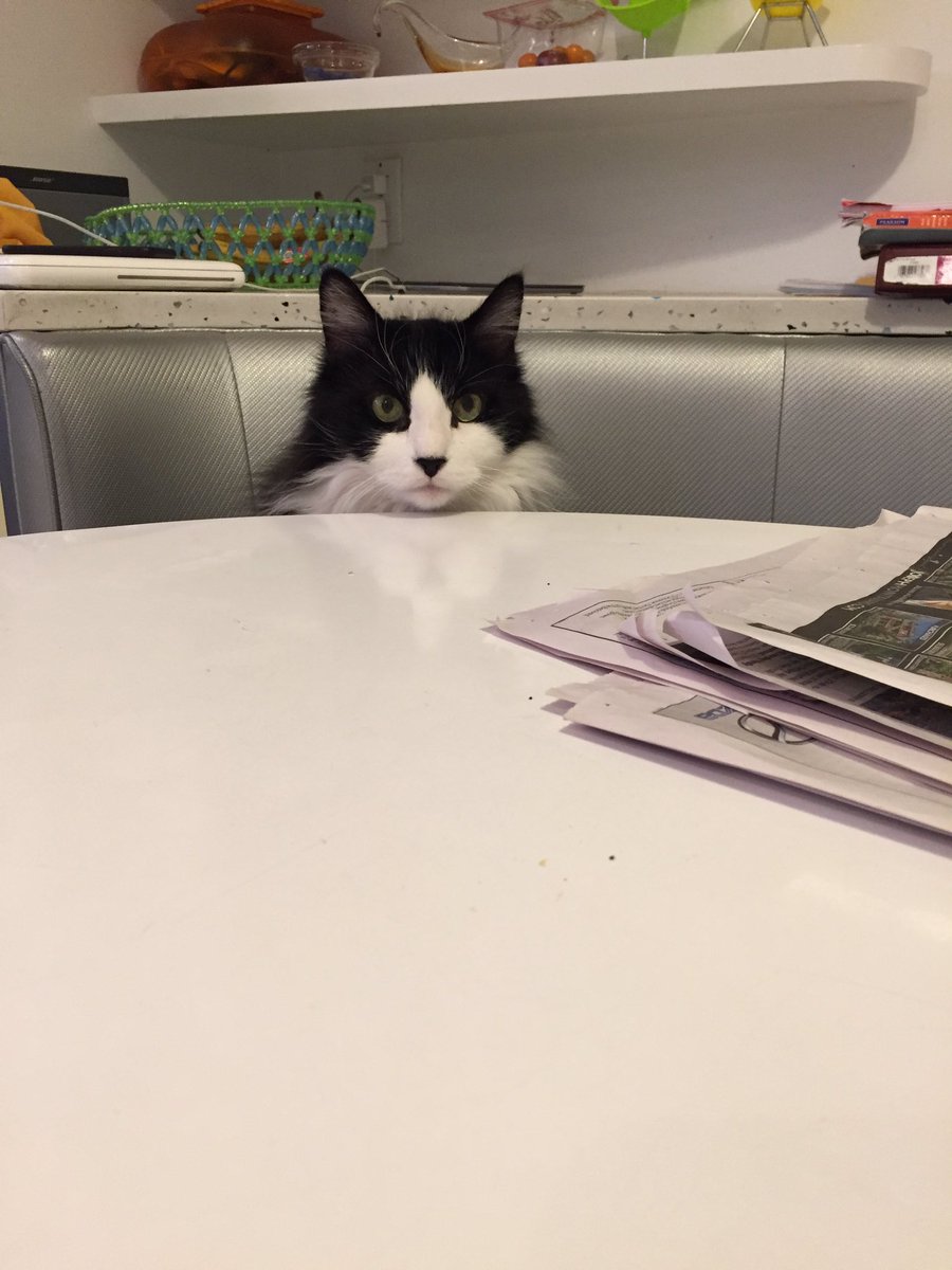 nirabel's tweet photo. @cox_tom @MYSWEARYCAT Sadly, I lost my beloved Zorro soon after The Bear passed. Sorry about your losses. They touched us so deeply https://t.co/7AGyjkyMKE