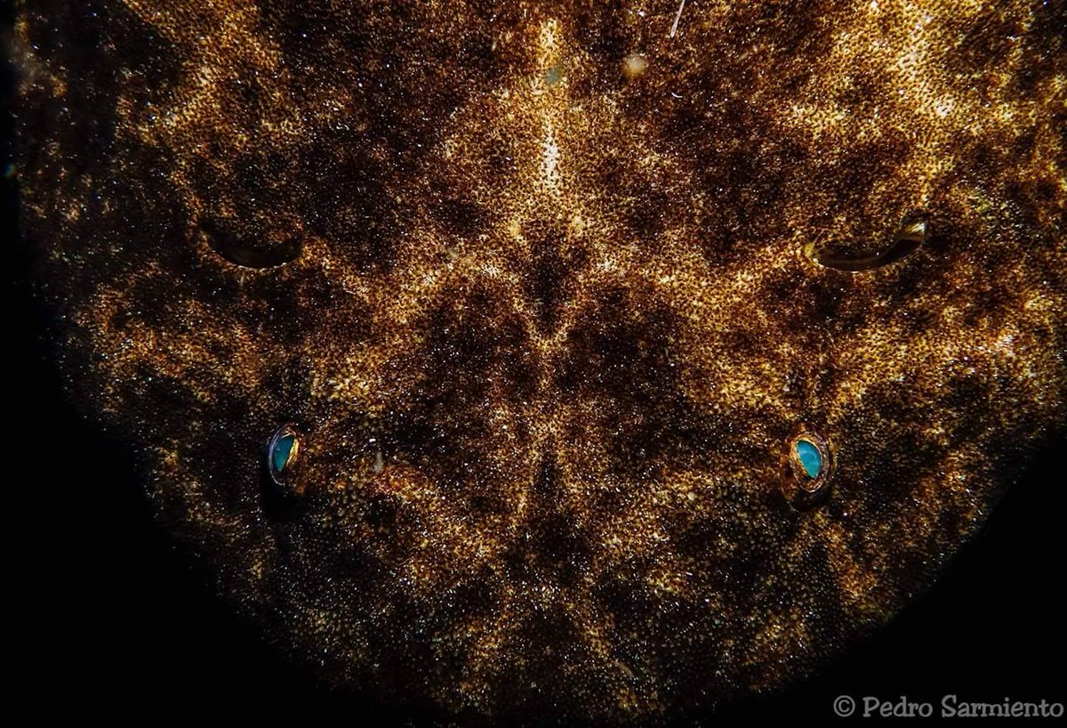 Habias visto un angelote tan de cerca??? Nuestro amigo Pedro Sarmiento lo hace posible con su camara!!