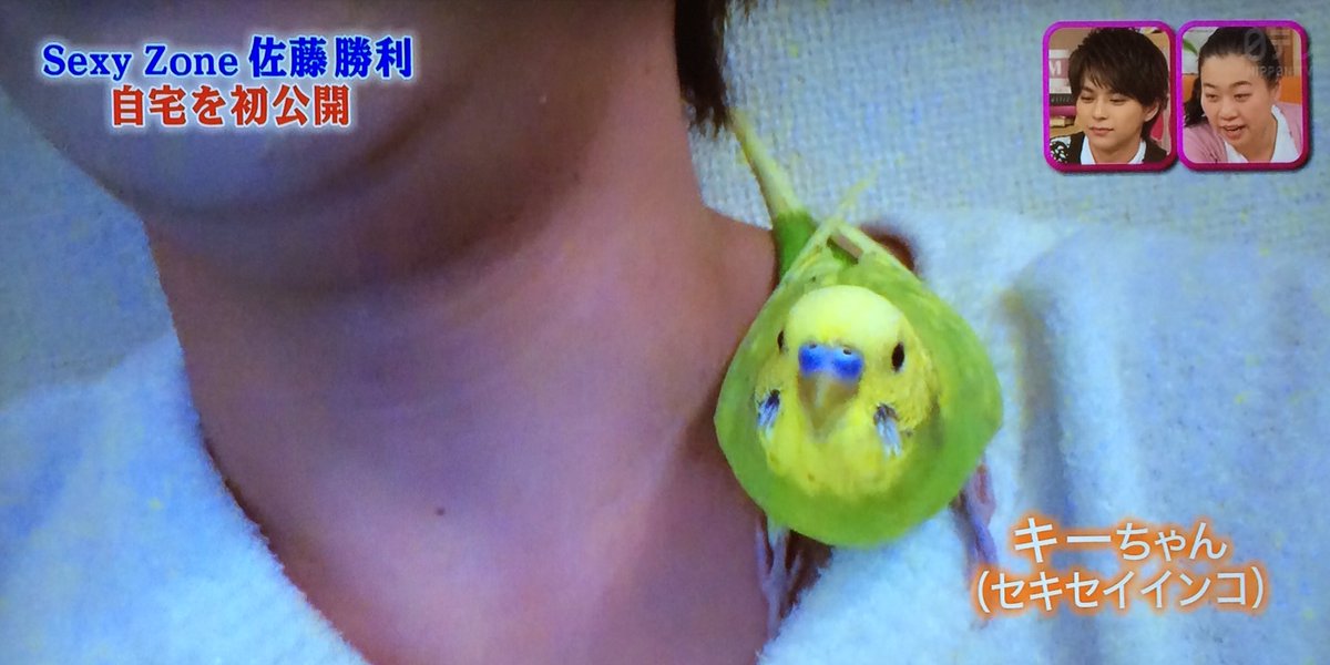 Yuuu メレンゲ2 25 佐藤勝利 自宅を初公開 ペットのセキセイインコ キーちゃん Yuuu メレンゲ2 25 佐藤勝利 自宅を初公開 ペットのセキセイインコ キーちゃん