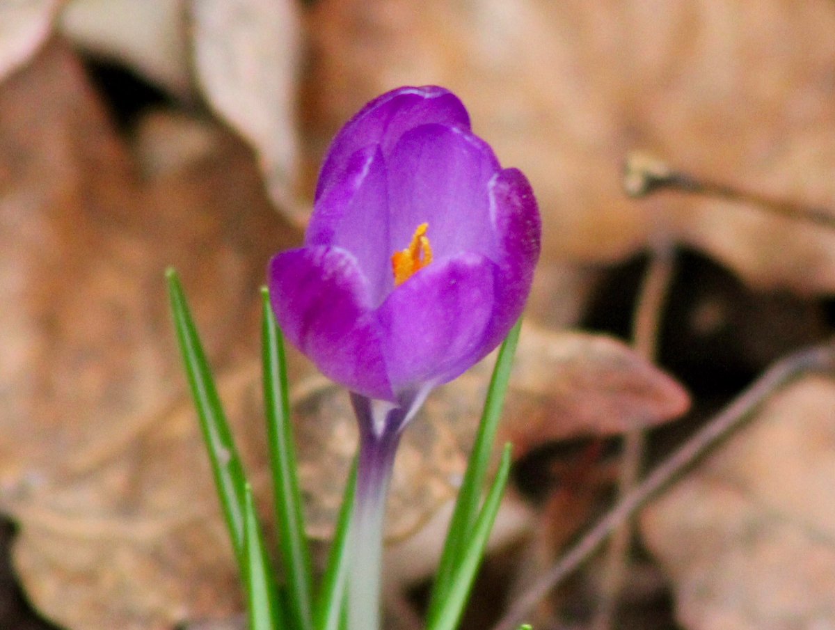 74rox13's tweet photo. Unbelievable #springflowers Feb 24. Never so early in my life. Amazed. #NaturePhotography #EarlySignsOfSpring2017 #flowers #mowx #weather https://t.co/pSXWBisktQ