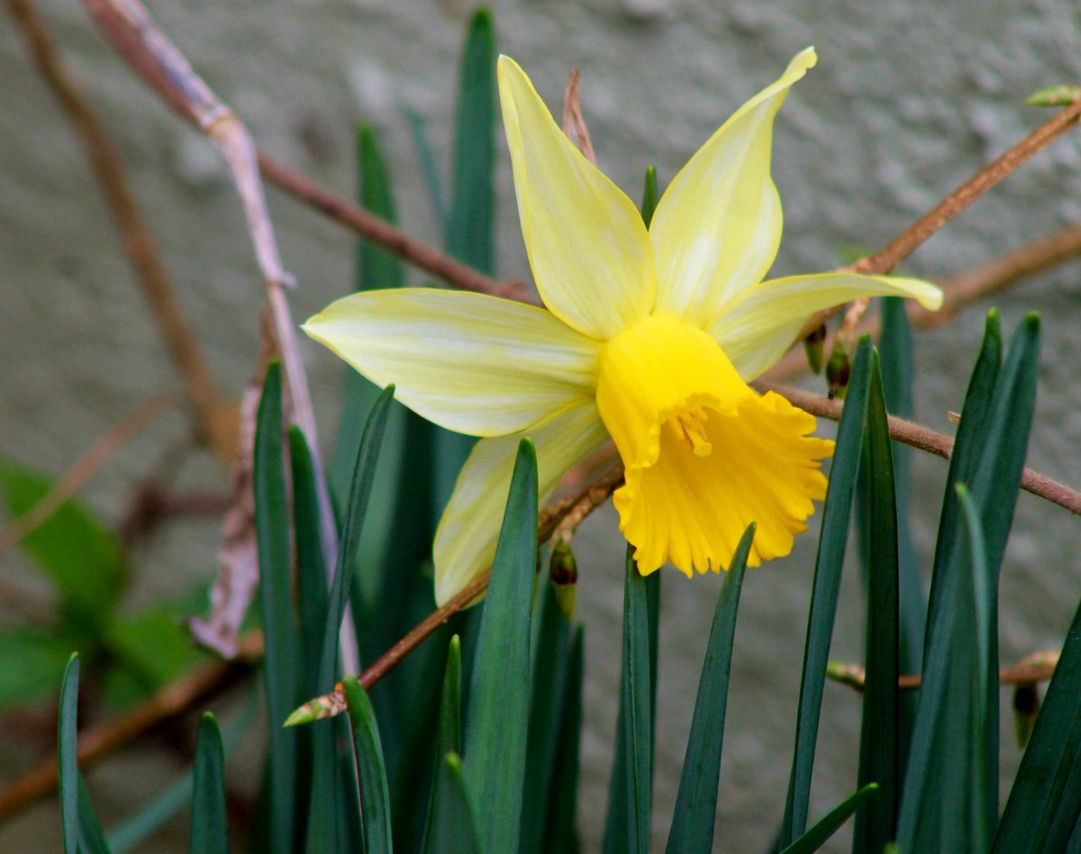 74rox13's tweet photo. Unbelievable #springflowers Feb 24. Never so early in my life. Amazed. #NaturePhotography #EarlySignsOfSpring2017 #flowers #mowx #weather https://t.co/pSXWBisktQ