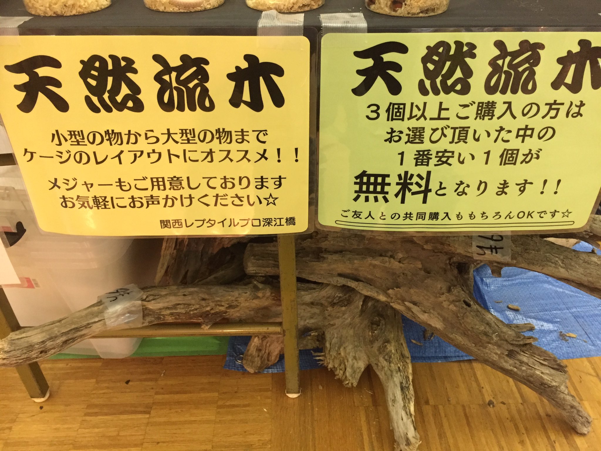 天然流木大量 geocoach.co.jp