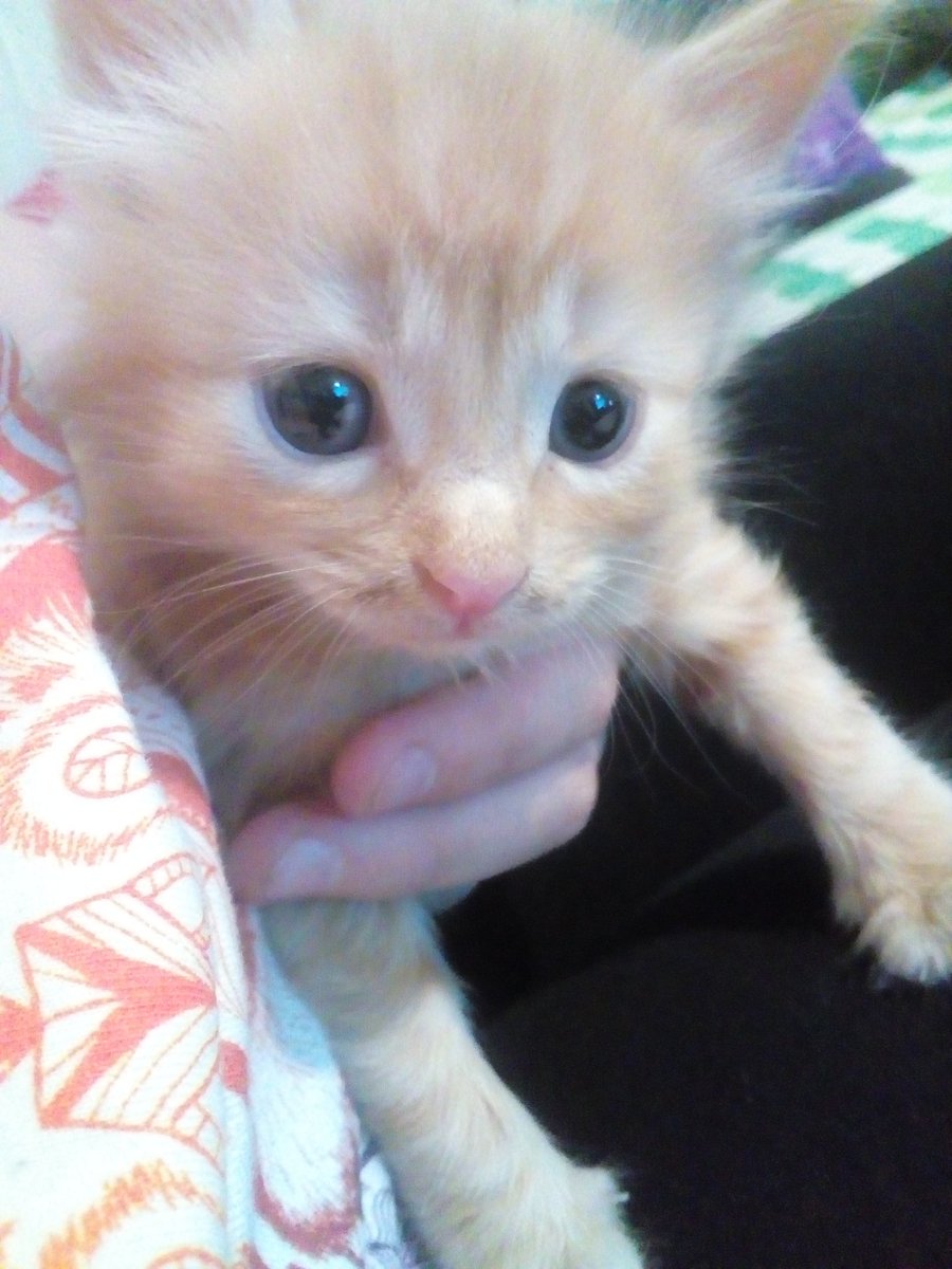 @TinaEGoldstein "Tina! Can we keep him?!"