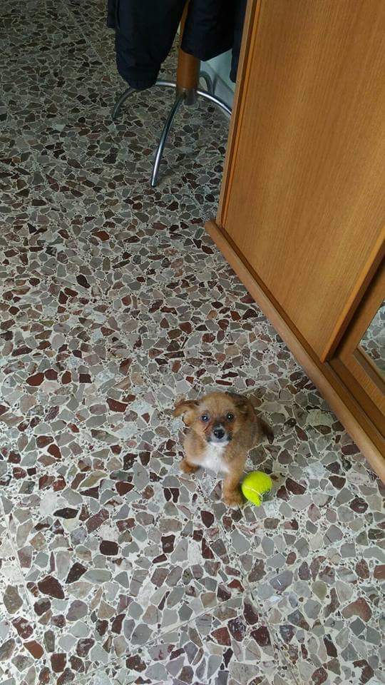 Magic_dogs tweet picture