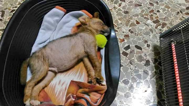 Magic_dogs tweet picture