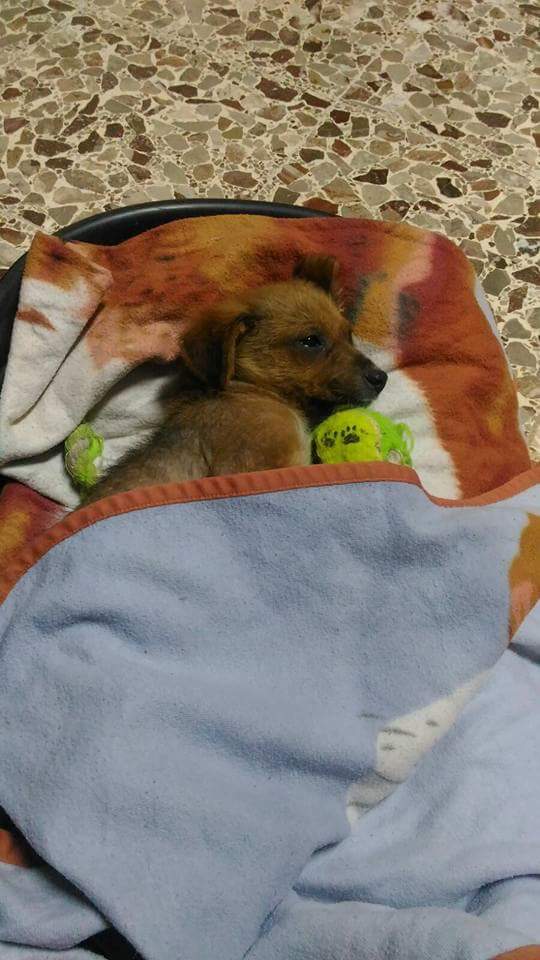 Magic_dogs tweet picture