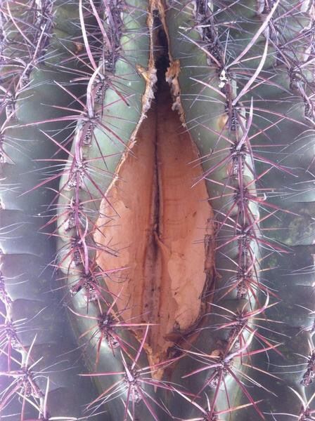 In pussy cactus TORTURISER
