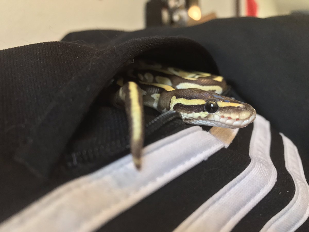 kaydren_nuno's tweet image. #ballpython #lesserballpython #snake