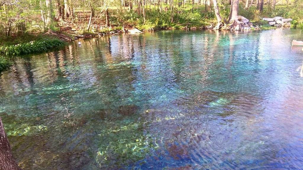 FishGuyJosh's tweet photo. Another great #springhunters day in #ginniesprings deep in the heart of #springcountry https://t.co/f5UVBhVkoC https://t.co/DAOos2HzHq