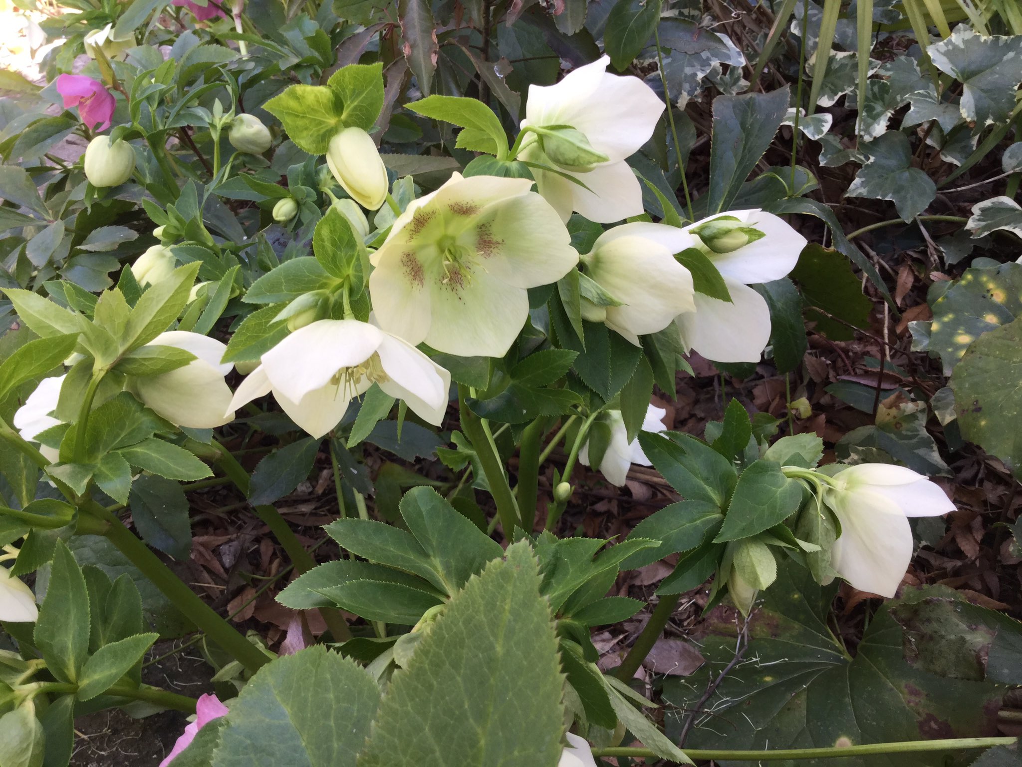 カフェ花豆 クリスマスローズが満開です クリスマスの頃にバラに似た花を 咲かせるので この名前が付いたとか 夏は日陰 冬は日を好むため 落葉樹の 多い我が家は条件が良いようです 生命力が強く 年々茎や花びらが大きく なっているようです