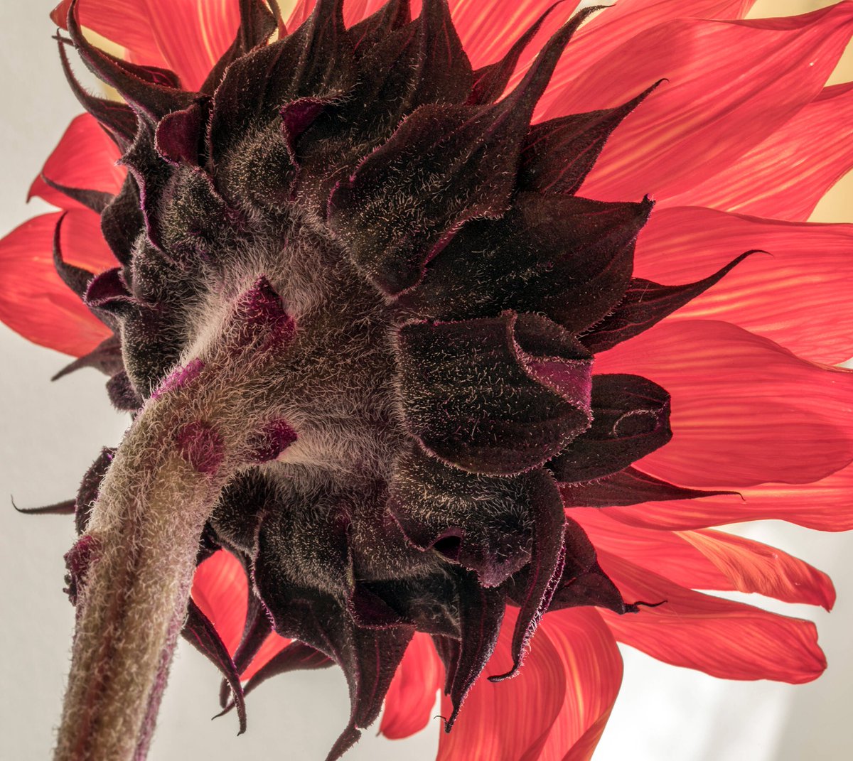 RoxStonePhoto's tweet photo. Canon 5D Mark IV, 100mm, f/32, 30 sec., ISO 100 RSP© #macrophotography #flowers #photography #macro #sunflower #canon #nature https://t.co/MTpOrXiLcN