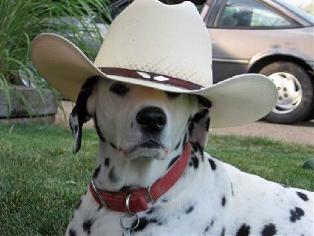 Dalmatian_memes