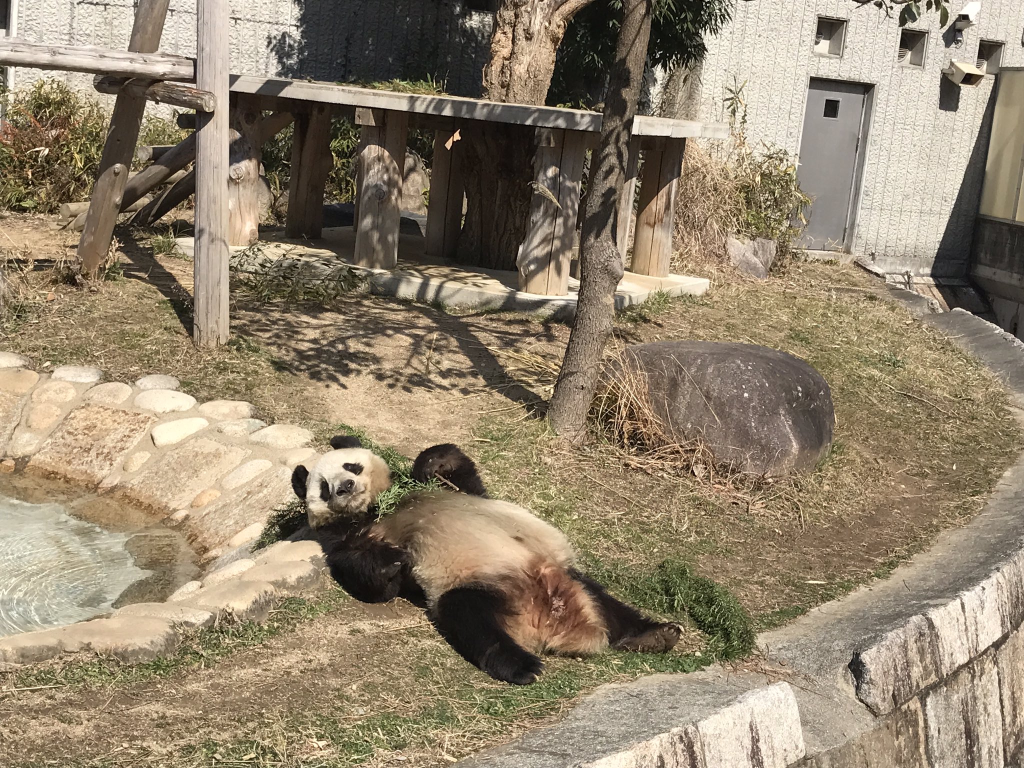 パンダのまま Amazon.co.jp: 気ままに パンダママ(DVD付): ミュージック