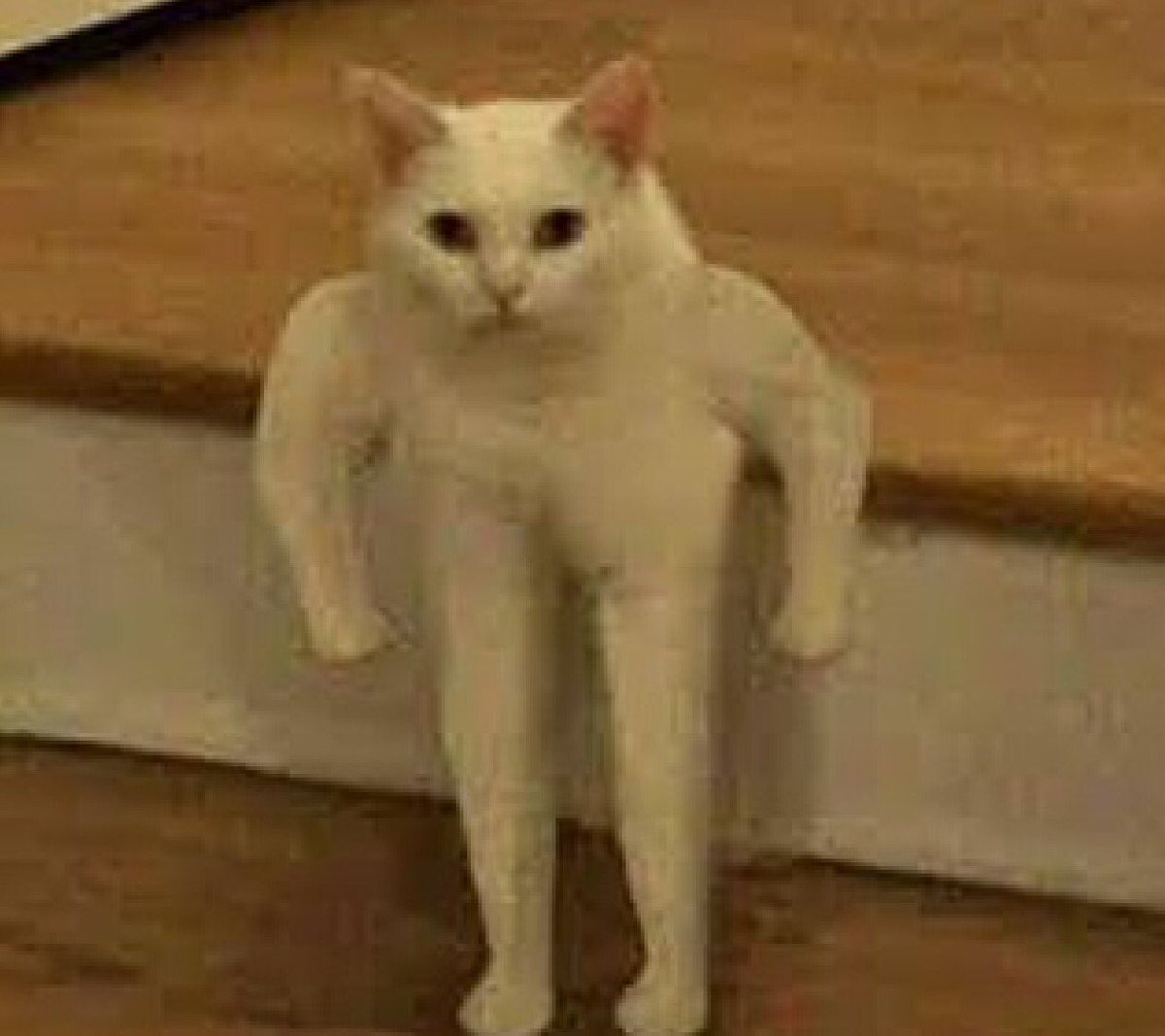 14++ Funny Cats Dank Memes - Factory Memes