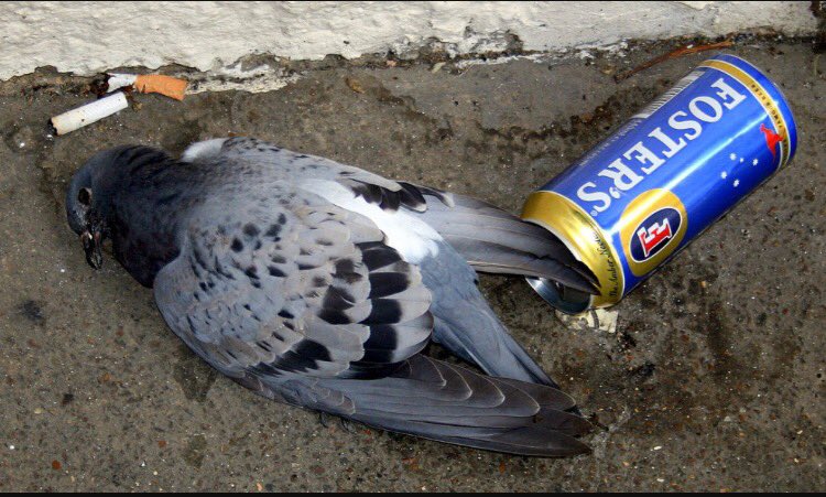 Organ Atletic FC tweet media