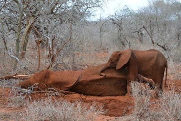 AfricanConserve's tweet photo. Baby #elephant risks life to protect dying mother, victim of an #ivory poacher's bullet https://t.co/3rhQDHbyeK https://t.co/qExyPCk4DY