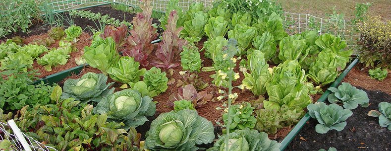 Orgeonics_Roof's tweet photo. If you want to get chemical free fresh vegetables,then do organic terrace gardening.
Call: +91-89688-17797 | https://t.co/WJeeX3hpyJ https://t.co/KPvkZ6RLpd
