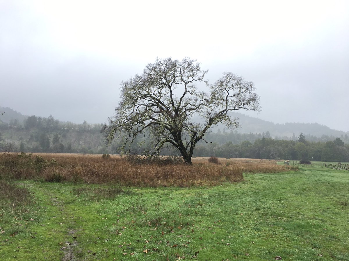 rylie_miller's tweet photo. #treesoftheweek https://t.co/VybqYnuKN8