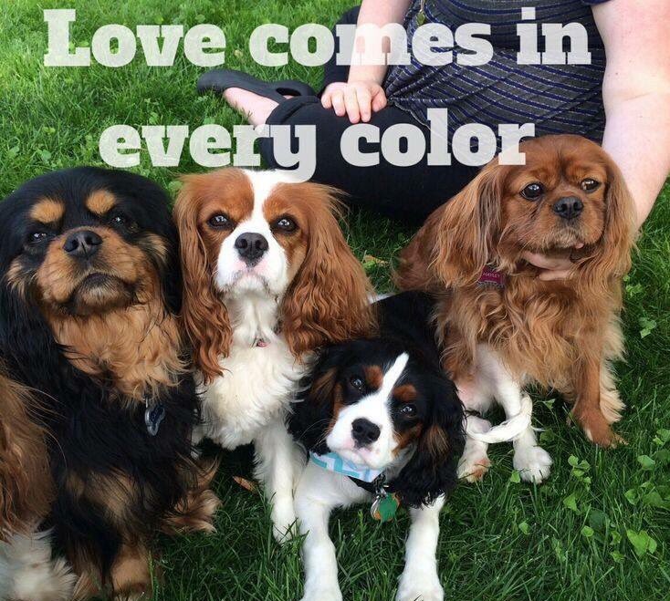 PetMoms's tweet photo. #petmoms #family #furbabies #animalrescue #fostering #pets #dogs #love #color #girls #reality #FolloForFolloBack #RealityTV #pilotseason ❤ https://t.co/3jce1mxddC