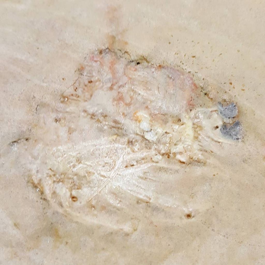theprovenance's tweet photo. A close up of our prawn head cracker. #notafossil https://t.co/uA0BcWnUse https://t.co/upyNAVmI3j