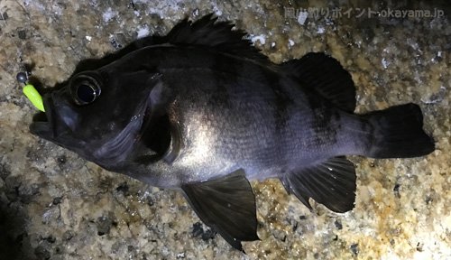 岡山釣り Attn 昨晩は出崎でメバリング あいかわらずショートバイトだな メバル メバリング 岡山県 出崎 岡山釣り Attn 昨晩は出崎でメバリング あいかわらずショートバイトだな メバル メバリング 岡山県 出崎