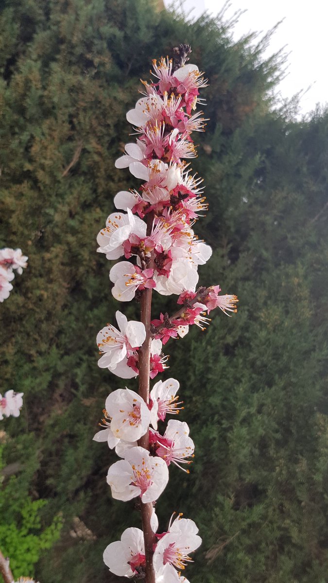 RealonHuerta's tweet photo. Buenos días, el albaricoquero en flor, se acerca ya la primavera.. El Realon Picassent https://t.co/ae5VTzf4Cq