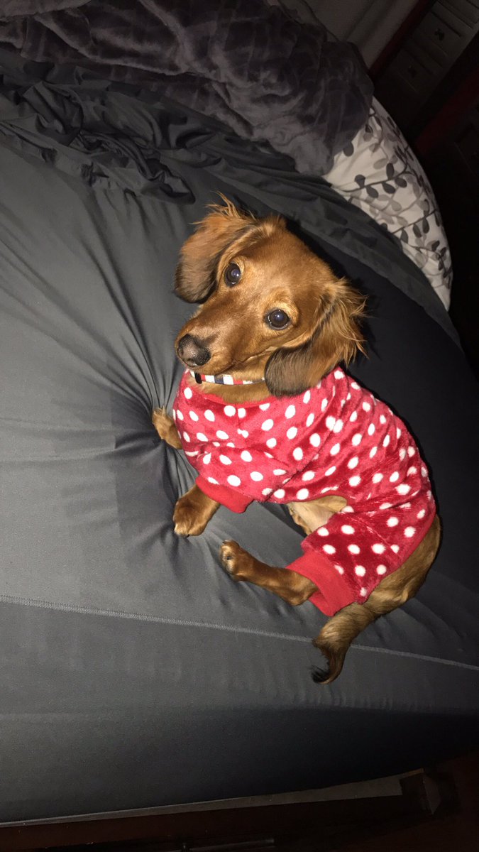 SommerJ10's tweet photo. My mini weiner dog has polka dot Pj's 😍 https://t.co/xktJyxDGV4