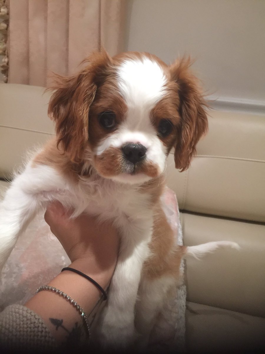VictoriaBattag1's tweet photo. I really cant take this dog rn omfg https://t.co/ND92VnUcr4