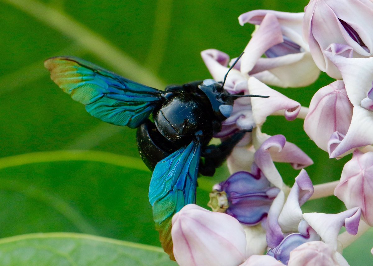 Vivian Russell On Twitter The Fabulous Black Carpenter Bee Xylocopa Sp Always Takes My Breath Away Loves Giant Milkweed Abundant On Scrubland South Goa India Https T Co Hg1okyzct4