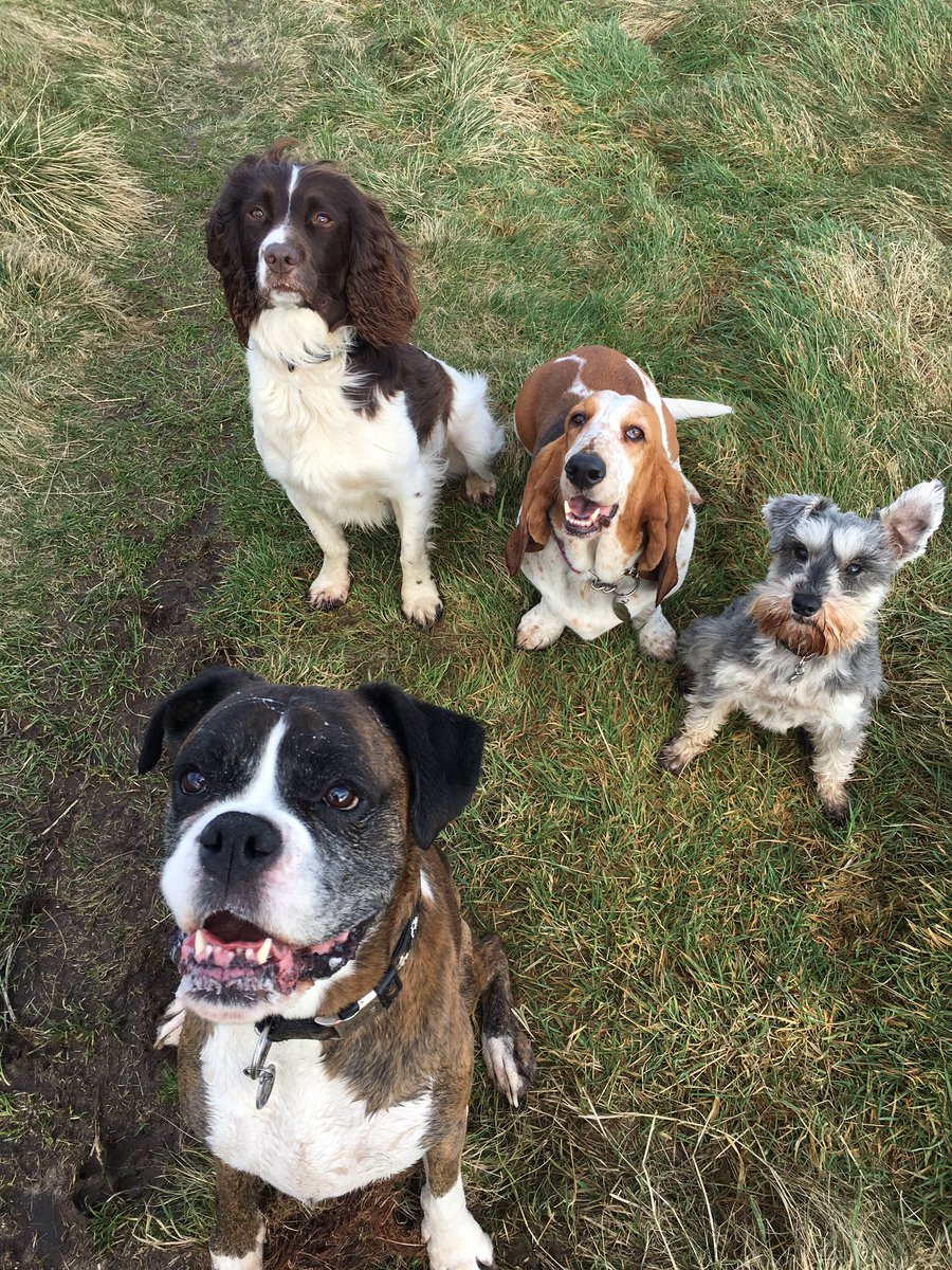 AllAnimalsWelco's tweet photo. Just another day with the gang #allanimalswelcome #dogwalking #Derbyshire #peakdistrict #highpeak #dogsoftwitter #dogsarelove https://t.co/nWp6g8RT0u